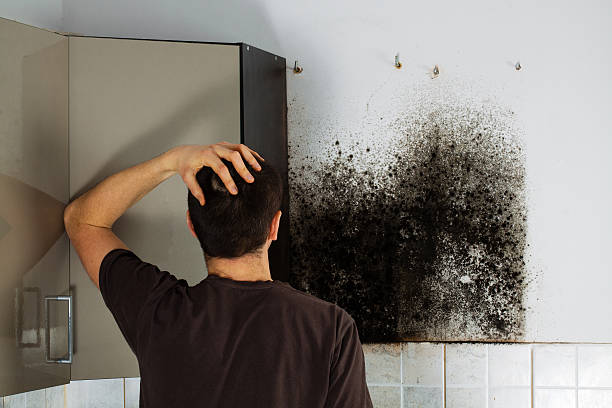 Best Black Mold Remediation in Eastwood, LA